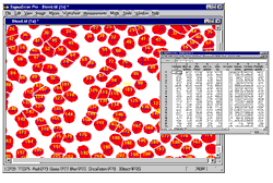 Count and Measure the Image Objects